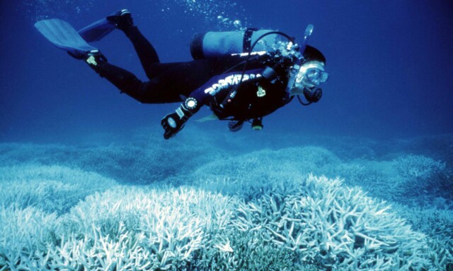 image: Great Barrier Reef dør sakte, men sikkert